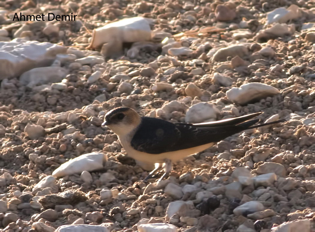 Red-rumped Swallow